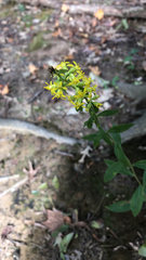 Solidago virgaurea