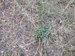 Astragalus douglasii parishii