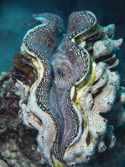 Tridacna squamosa