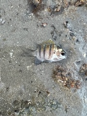 Abudefduf troschelii