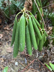Rhododendron × hybridum