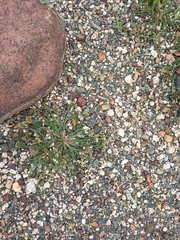 Fimbristylis dichotoma