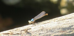 Argia moesta