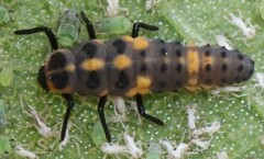 Olla v-nigrum