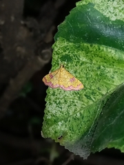 Isocentris filalis