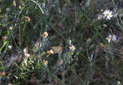Tetracis cervinaria