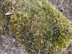 Brachythecium albicans