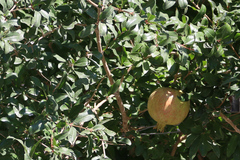 Punica granatum
