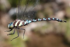 Aeshna persephone