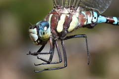 Aeshna persephone