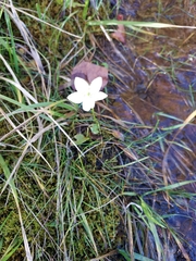 Parnassia glauca