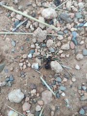Messor barbarus
