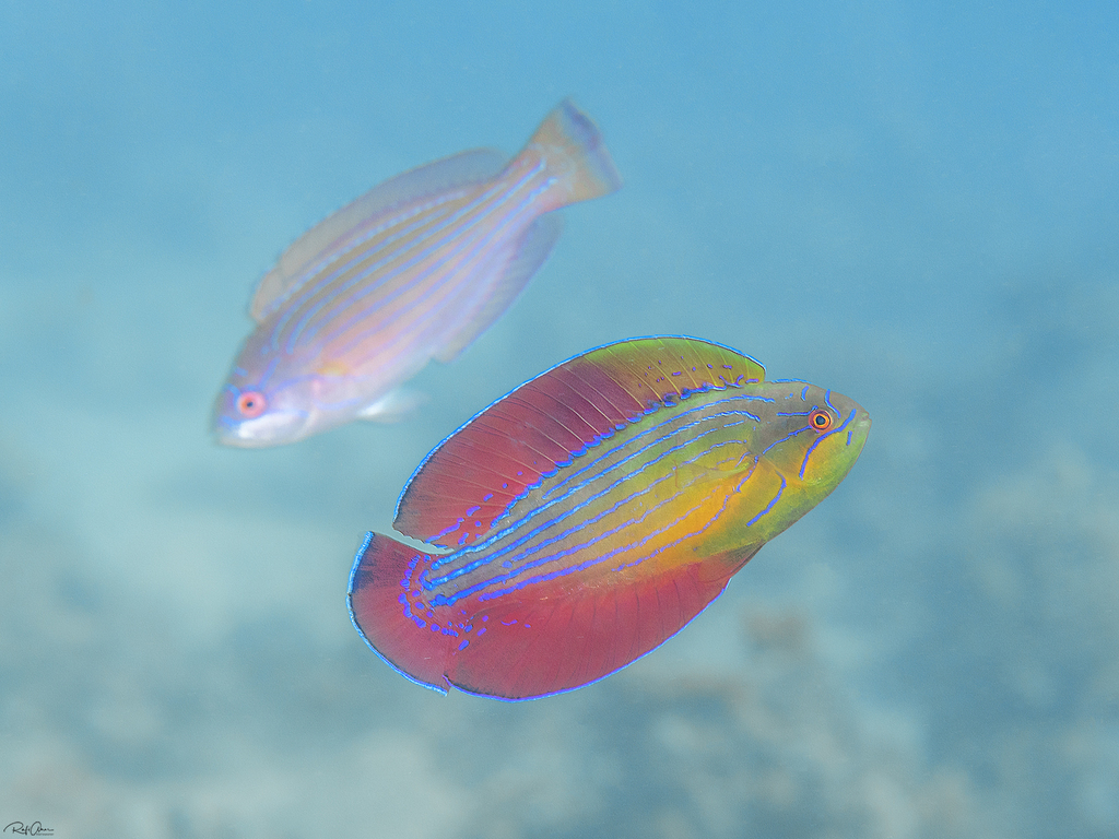 Red Sea Eightline Flasher