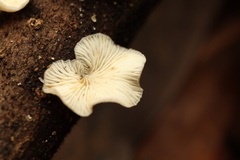 Hohenbuehelia reniformis