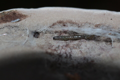 Sciaroidea