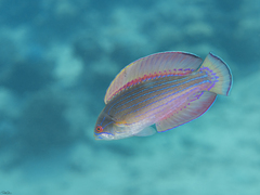 Paracheilinus octotaenia