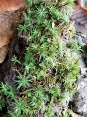 Atrichum undulatum
