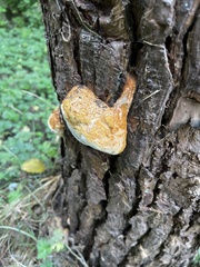 Pycnoporellus alboluteus