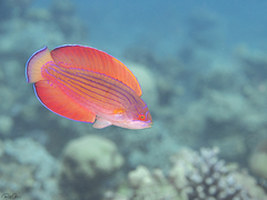 Paracheilinus octotaenia