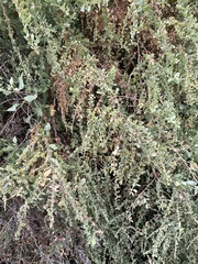 Atriplex lentiformis