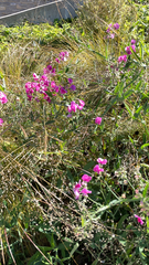 Lathyrus