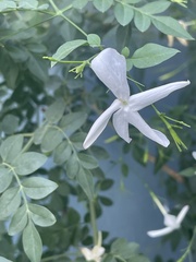 Jasminum