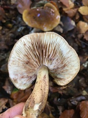 Tricholoma ustale