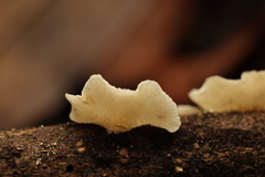 Hohenbuehelia reniformis