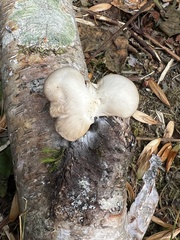 Pleurotus populinus