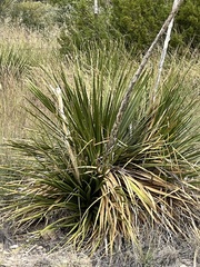 Dasylirion leiophyllum