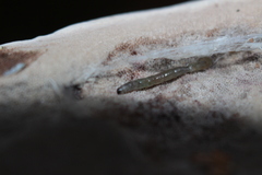 Sciaroidea