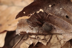 Trochosa
