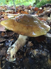 Tricholoma ustale
