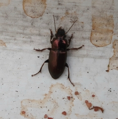 Harpalus