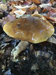 Tricholoma ustale