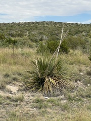 Dasylirion leiophyllum