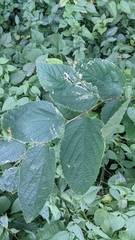 Celtis occidentalis