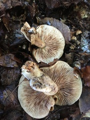 Tricholoma ustale