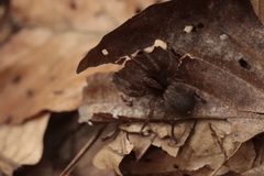 Trochosa
