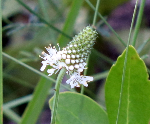 Image of Dalea mountjoyae by (c) Lauren McLaurin, some rights reserved (CC BY)