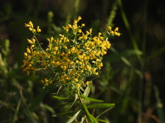 Euthamia leptocephala