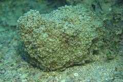Muricidae