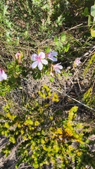 Pelargonium betulinum