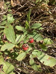 Rosa arkansana