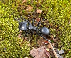 Cephalotes atratus