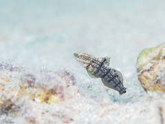 Amblygobius albimaculatus
