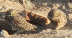 Athene cunicularia hypugaea