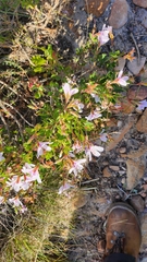 Pelargonium betulinum