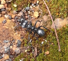 Cephalotes atratus