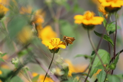 Polites vibex praeceps